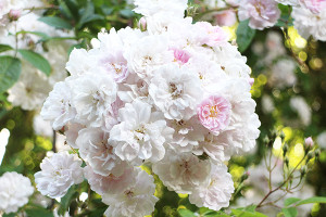 ポールズヒマラヤンムスク