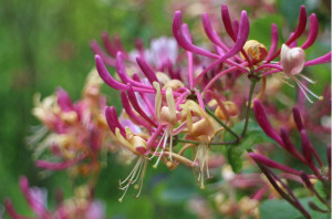 ヨーロッパハニーサックル