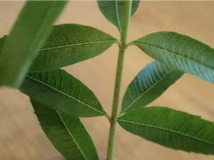 レモンバーベナの葉